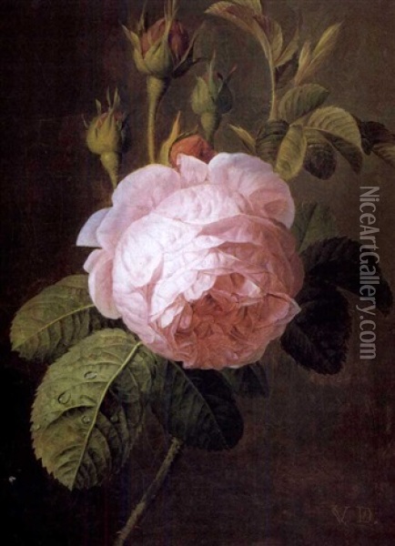 Etude De Rose Oil Painting - Christiaen van Pol