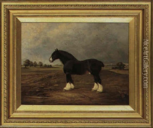 A Shire Horse Oil Painting - Christopher Mark Maskell