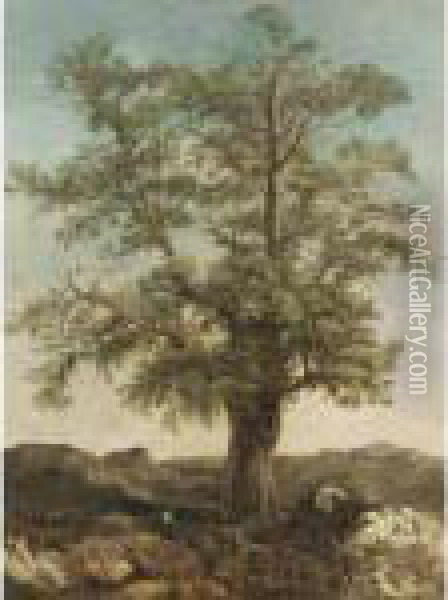 Study Of A Tree Oil Painting - Achille-Etna Michallon