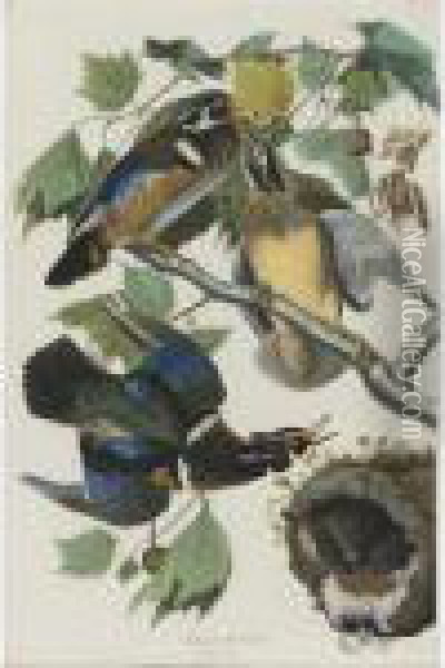 Summer Or Wood Duck (plate Ccvi) Oil Painting - John James Audubon