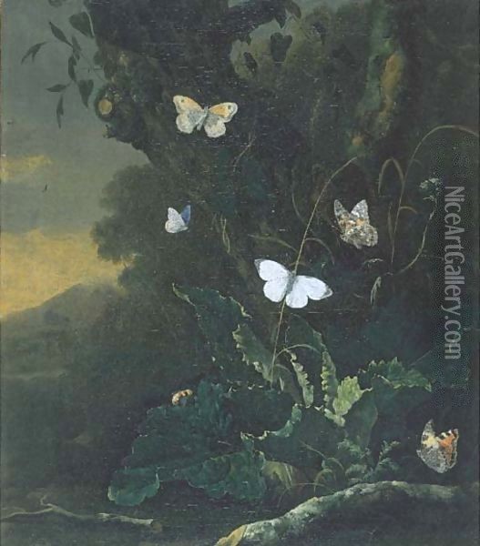 A forest floor still life with a Small Tortoiseshell (aglais urticae), a male Large White (pieris brassicae), a Painted Lady (vanessa cardui) Oil Painting - Otto Marseus van Schrieck