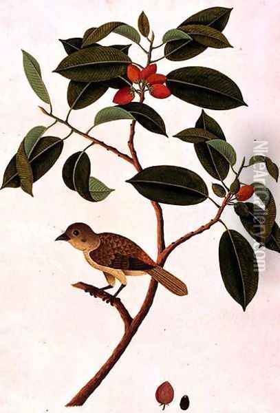 Boorong Siearas, from 'Drawings of Birds from Malacca', c.1805-18 Oil Painting - Anonymous Artist
