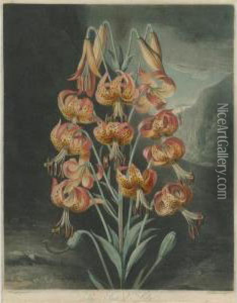 Temple Of Flora: The Superb Lily Oil Painting - Robert John, Dr. Thornton