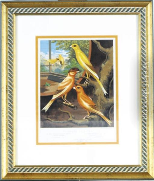 The Illustrated Book Of Canaries And Cage-birds, British Andforeign: Twelve Plates Oil Painting - William Rutledge