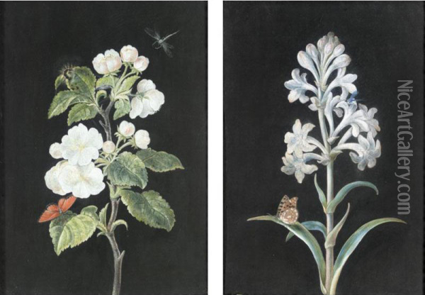 A Pair Of Studies Of Flowers And Insects: Apple Blossom And Another White Flower, With Butterflies And Dragonflies Oil Painting - Margaretha Barbara Dietzsch