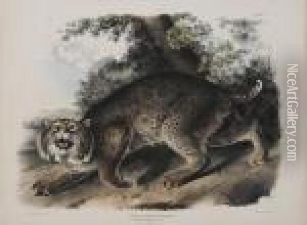 Lynx Rufus Goldenstaed Oil Painting - John James Audubon