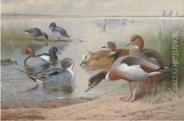 Wildfowl Oil Painting - Archibald Thorburn