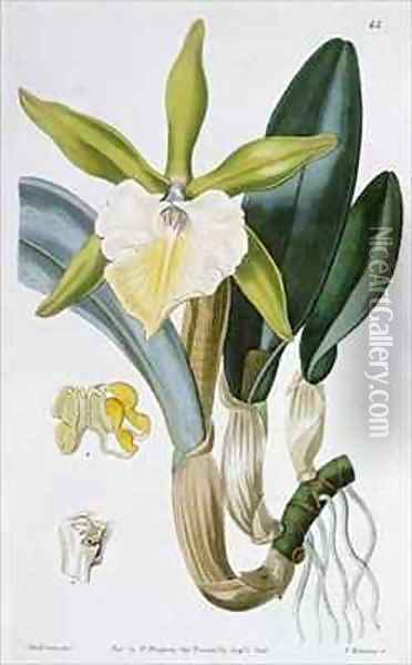 Orchid Brassavola glauca Oil Painting - Miss Drake