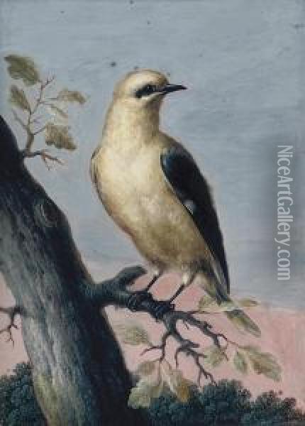 A Golden Oriole Perched On A Branch Oil Painting - Christophe-Ludwig Agricola