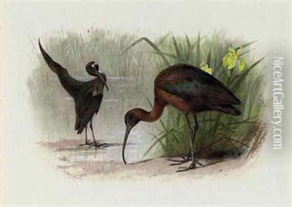 Glossy Ibis Oil Painting - Archibald Thorburn