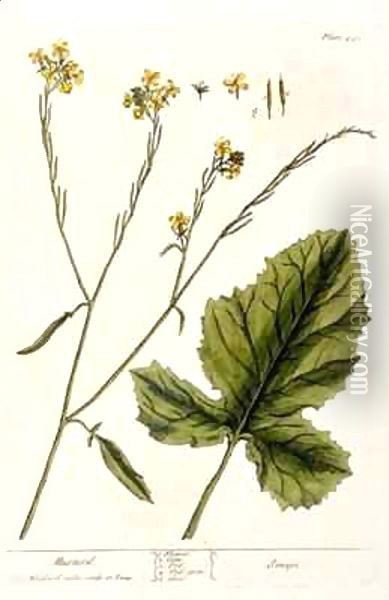 Mustard, plate 446 from 'A Curious Herbal' Oil Painting - Elizabeth Blackwell
