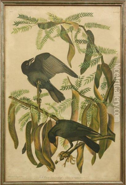 Fish Crow Oil Painting - Julius Bien