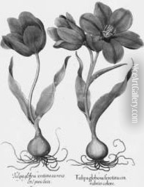 Hortus Eystettensis: Tulipa Globosa Ferotina Cinabrio Colore Oil Painting - Basilius Besler