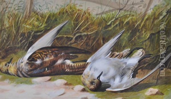 Study Of Dead Birds On A Mossy Bank Oil Painting - William Cruickshank