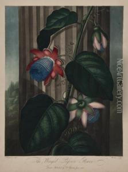 The Winged Passion Flower Oil Painting - Robert John, Dr. Thornton