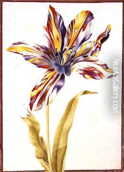 A Multicoloured Broken Tulip Oil Painting - Nicolas Robert