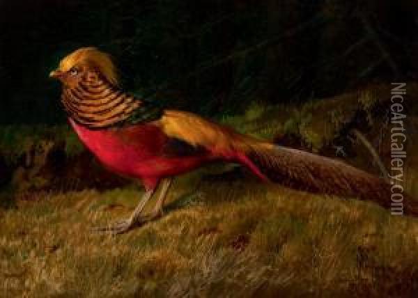 Pheasant Oil Painting - Niels Peter Rasmussen