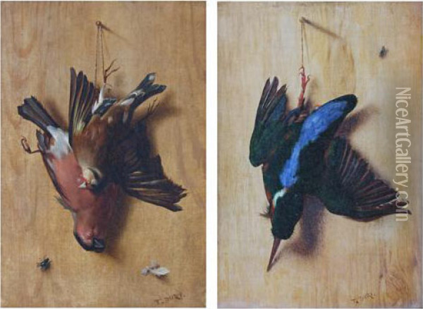 Kingfisher Suspended Against A Wall Oil Painting - Antoine, Tony Dury