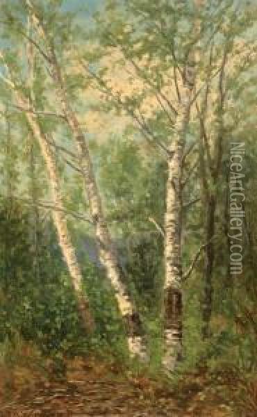 Birches At Jackson, 
New Hampshire Oil Painting - Frank Henry Shapleigh