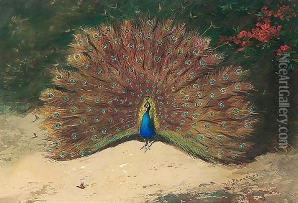 Peacock And Butterfly Oil Painting - Archibald Thorburn