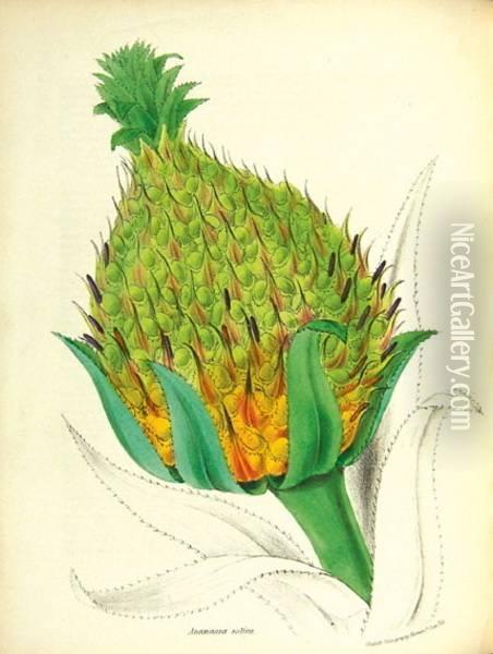 Plantae Utiliores; Or Illustrations Of Useful Plants Oil Painting - G.R. Burnett