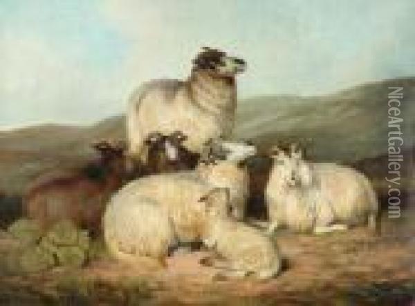 Sheep And A Lamb Resting Oil Painting - Charles Jones