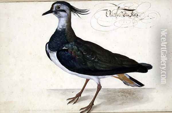 Study of a Lapwing Oil Painting - Johann Jakob Walther
