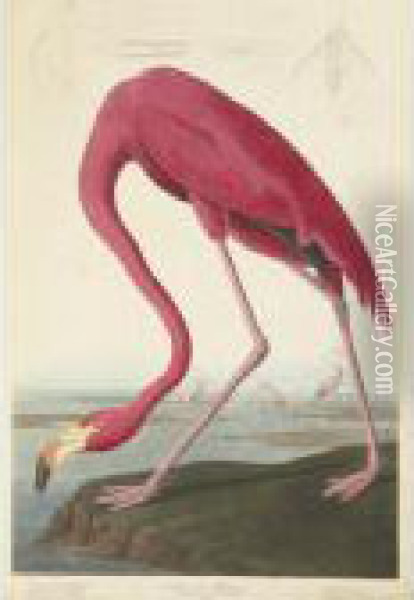 American Flamingo (plate Cccxxxi) Oil Painting - John James Audubon