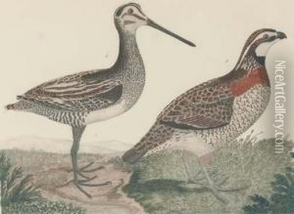 American Ornithology; Or The Natural History Of Birds In The United States: Two Plates Oil Painting - Alexander Wilson