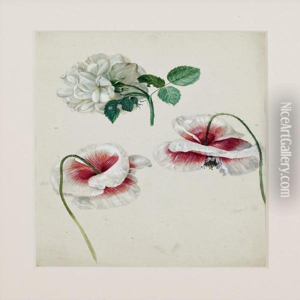 Poppys And Rose Oil Painting - Joseph Nigg