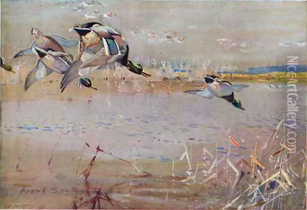 Mallards chased by a hawk, illustration from Wildfowl anf Waders Oil Painting - Frank Southgate