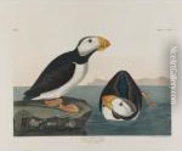 Piping Plover, Red Phalarope, Large-billed Puffin, Western Duck Oil Painting - John James Audubon