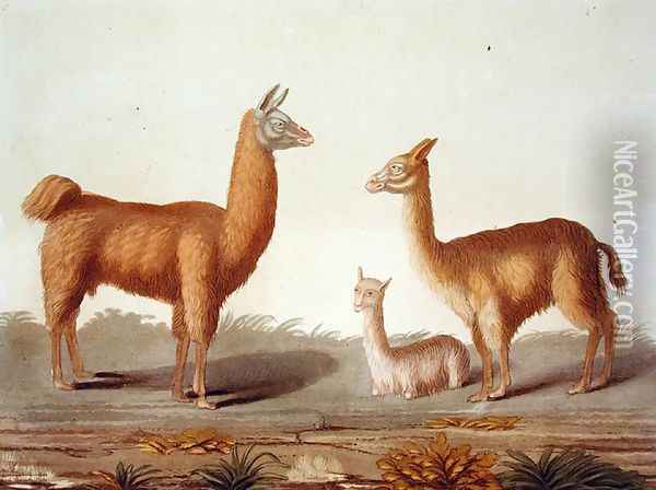 Alpaca left and Vicuna right llamas, from Le Costume Ancien et Moderne, Volume II, plate 12, by Jules Ferrario, published c.1820s-30s Oil Painting - Vittorio Raineri