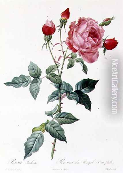 Rosa Indica 2 Oil Painting - Pierre-Joseph Redoute