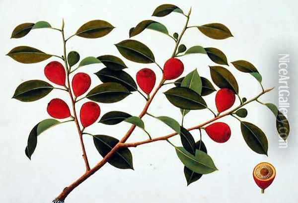 Booa Ara, inedible wild fruit, from 'Drawings of Plants from Malacca', c.1805-18 Oil Painting - Anonymous Artist