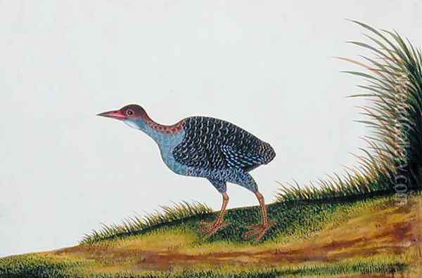 Exotic Bird, from 'Drawings of Birds from Malacca', c.1805-18 (7) Oil Painting - Anonymous Artist