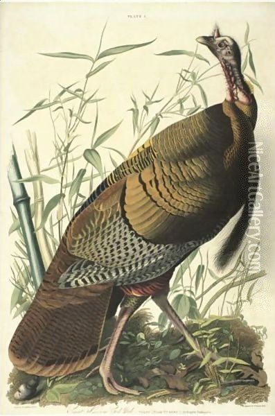 Great American Cock Male (Plate 1) Oil Painting - John James Audubon