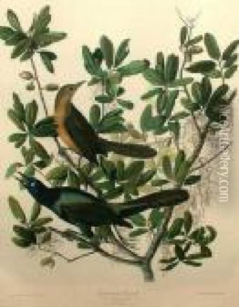 Tailed Grackle Oil Painting - John James Audubon