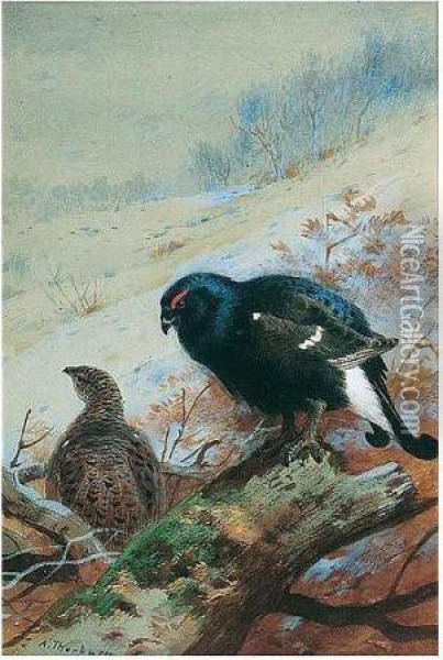 Black Game In Winter Oil Painting - Archibald Thorburn