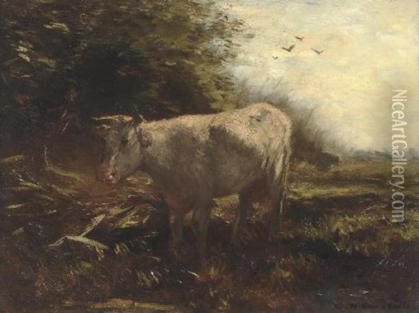 White Cow Oil Painting - Willem Maris