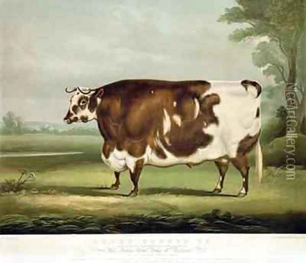 A Short Horned Ox Oil Painting - Davis, W.H.