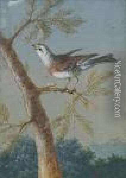 A Finch Perched On A Pine Branch Oil Painting - Christophe-Ludwig Agricola