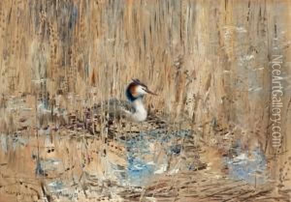 Great Crested Grebe Among The Reeds Oil Painting - Mosse Stoopendaal