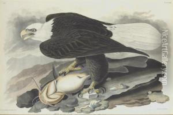 Falco Leucocephalus Oil Painting - Robert I Havell