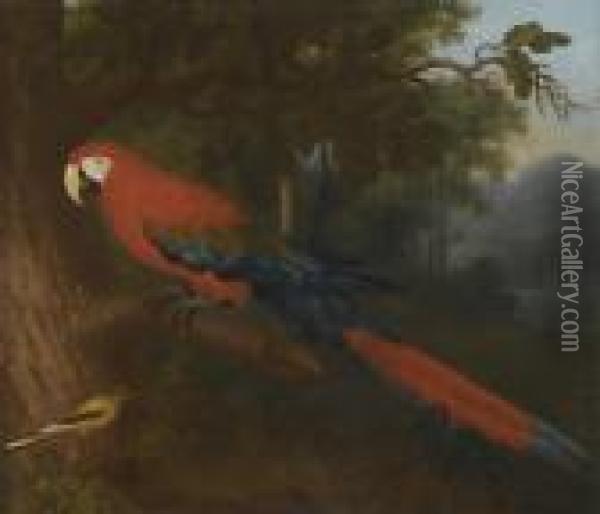 A Parrot And A Yellow Wagtail On A Branch Oil Painting - Jakob Bogdani Eperjes C