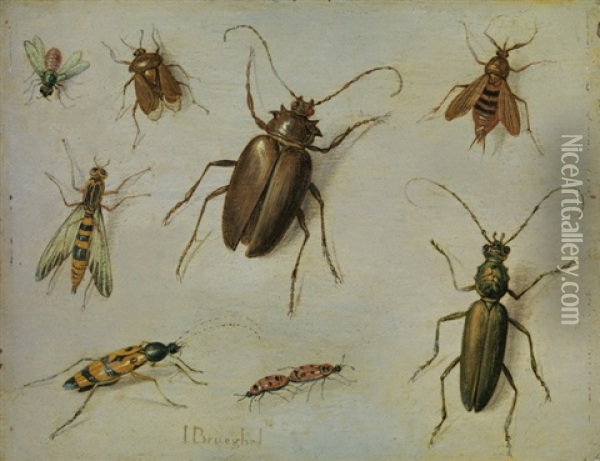 Insekten-studie Oil Painting - Jan van Kessel the Elder