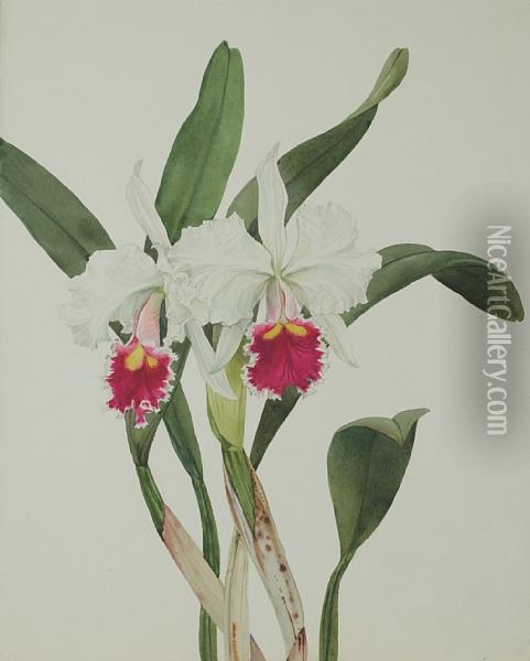 C. Trimos Alba Orchid Oil Painting - Andrey Avinoff