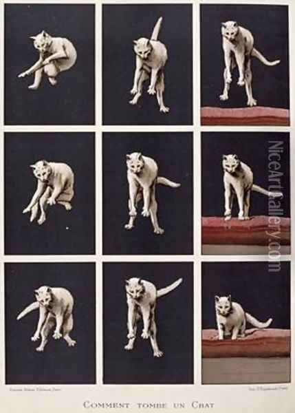 How a Cat Falls Oil Painting - G. Lasellaz