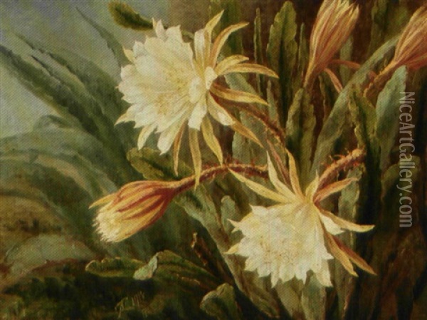 Hvid Kaktus Oil Painting - Anthonie Eleonore (Anthonore) Christensen