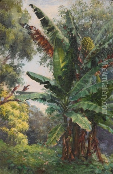 Banana Tree Grove Oil Painting - Helen Thomas Dranga